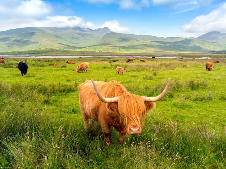 Cattle eating grass on mountain meadow in Highlands, Scotland