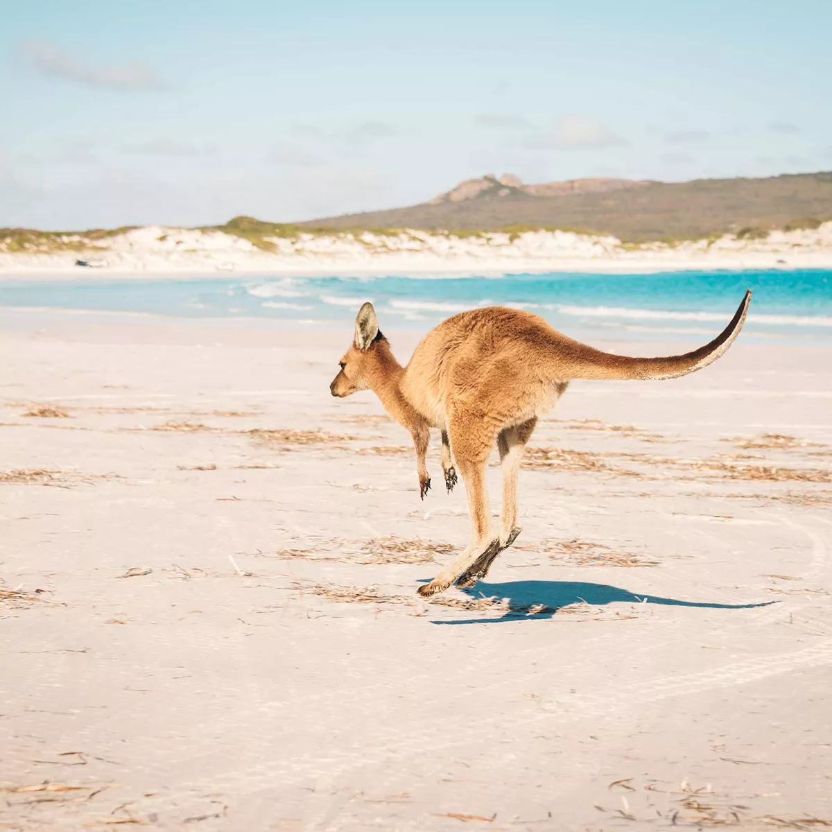 australian Points to consider The Australian (Australian Highlights Tour Flexible Bookings US Trafalgar US)