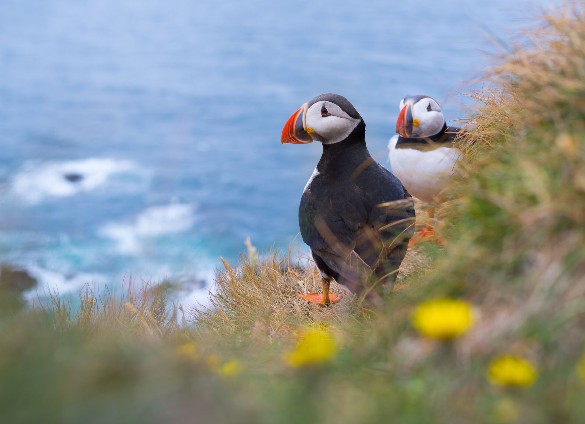Atlantic Puffins, a species of seabird in the auk family, standing at the seaside