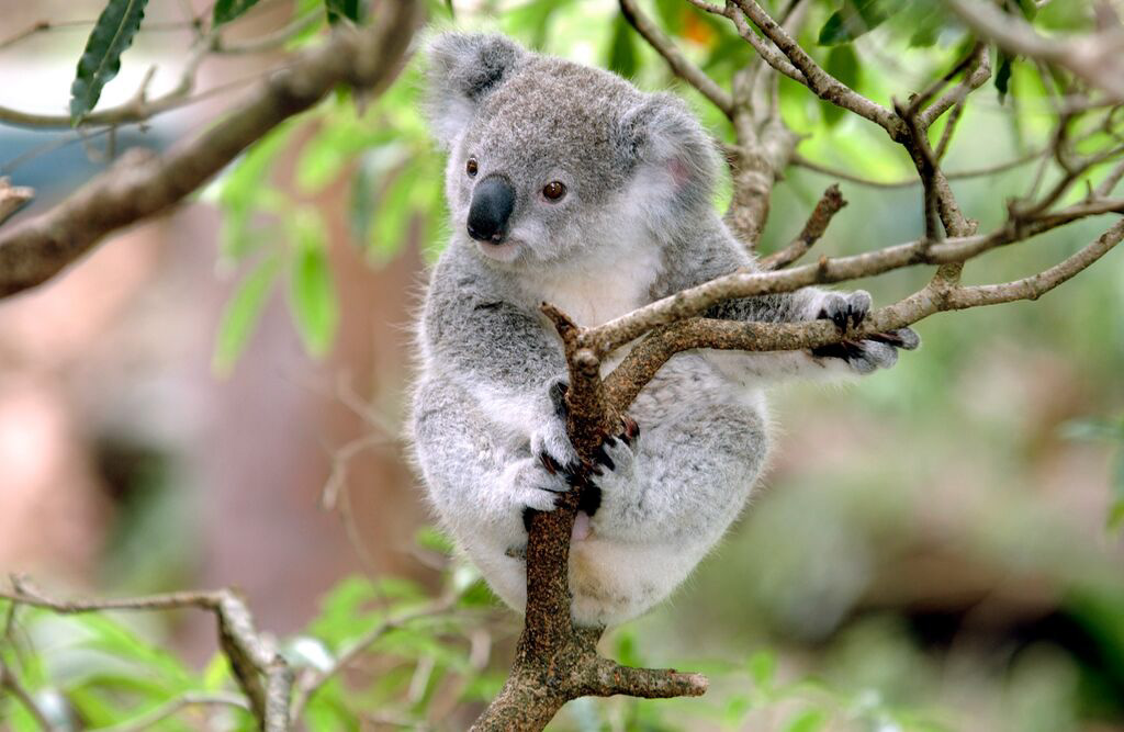 Baby Koala