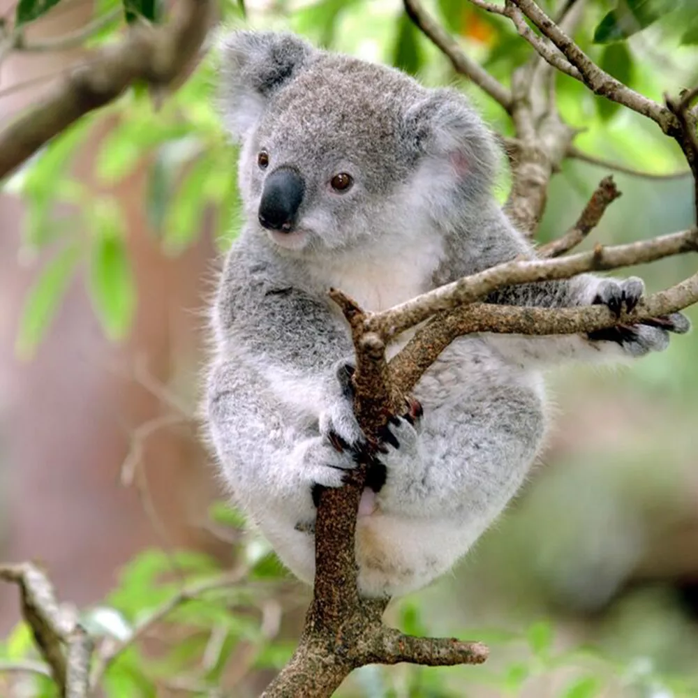Baby Koala