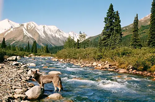 day-hero-gray-wolf-standing-in-creek-denali-national-park-alaska-200114186-001.webp
