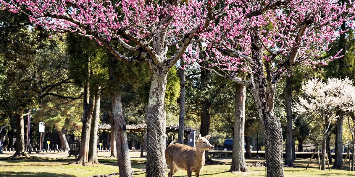 Deer under the cherry blossoms in Nara Park, Japan