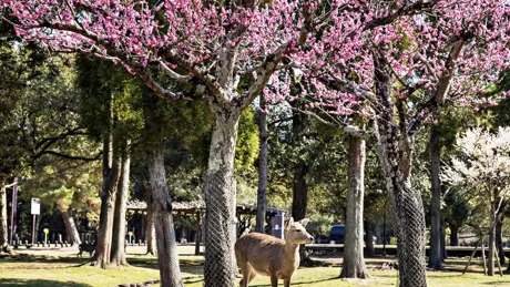 Deer under the cherry blossoms in Nara Park, Japan
