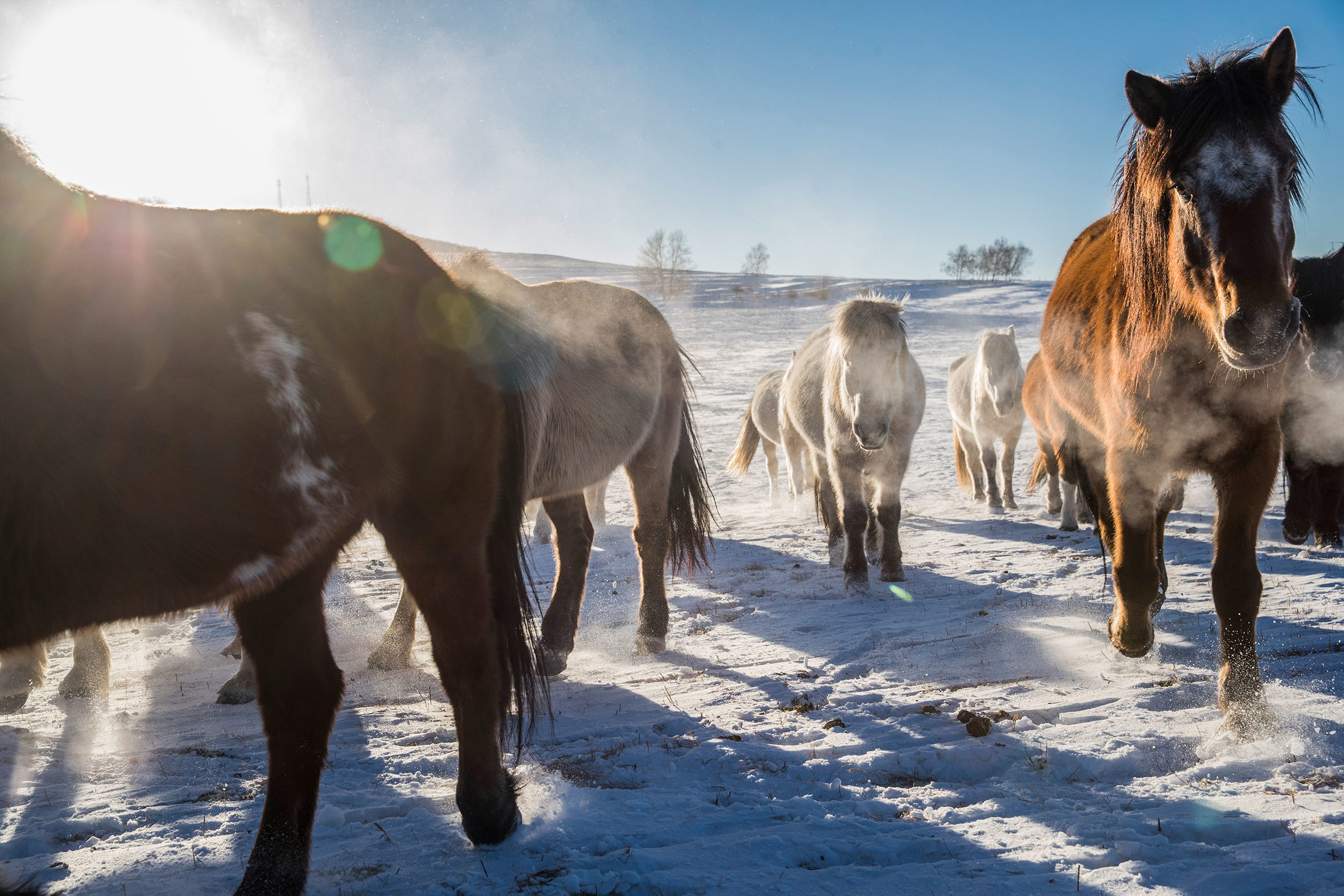 Horses Grazing In Pasture In Winter Ivalo Finland Northern Lights Scandinavia 