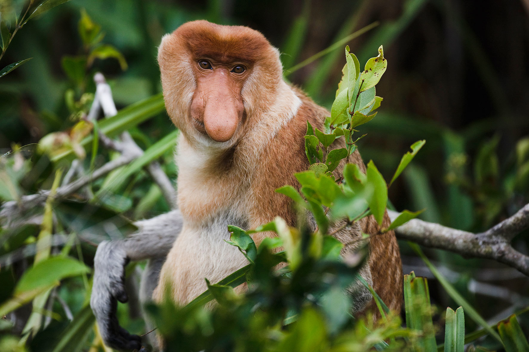 proboscis-monkey-borneo-malaysia.jpg