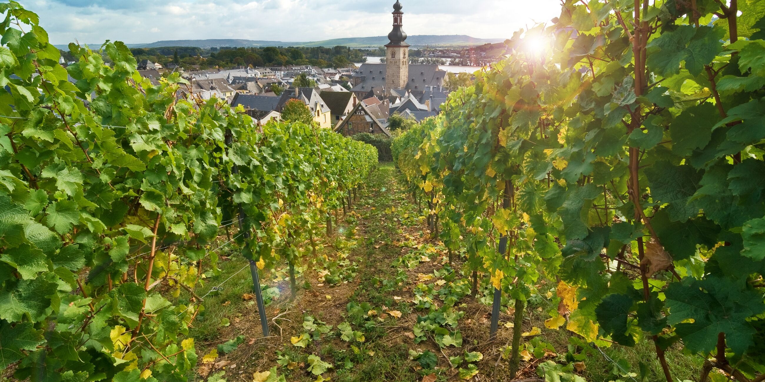 View Of Ru Desheim Am Rhein Through Vineyards Rhine Valley Germany