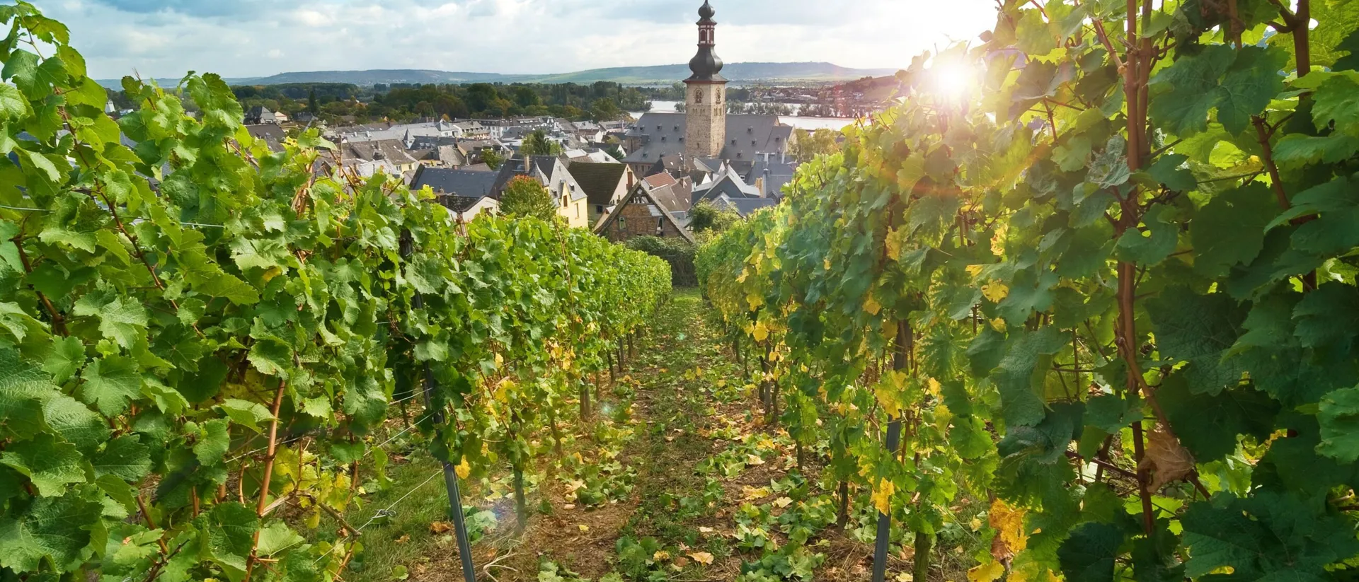 View Of Ru Desheim Am Rhein Through Vineyards Rhine Valley Germany