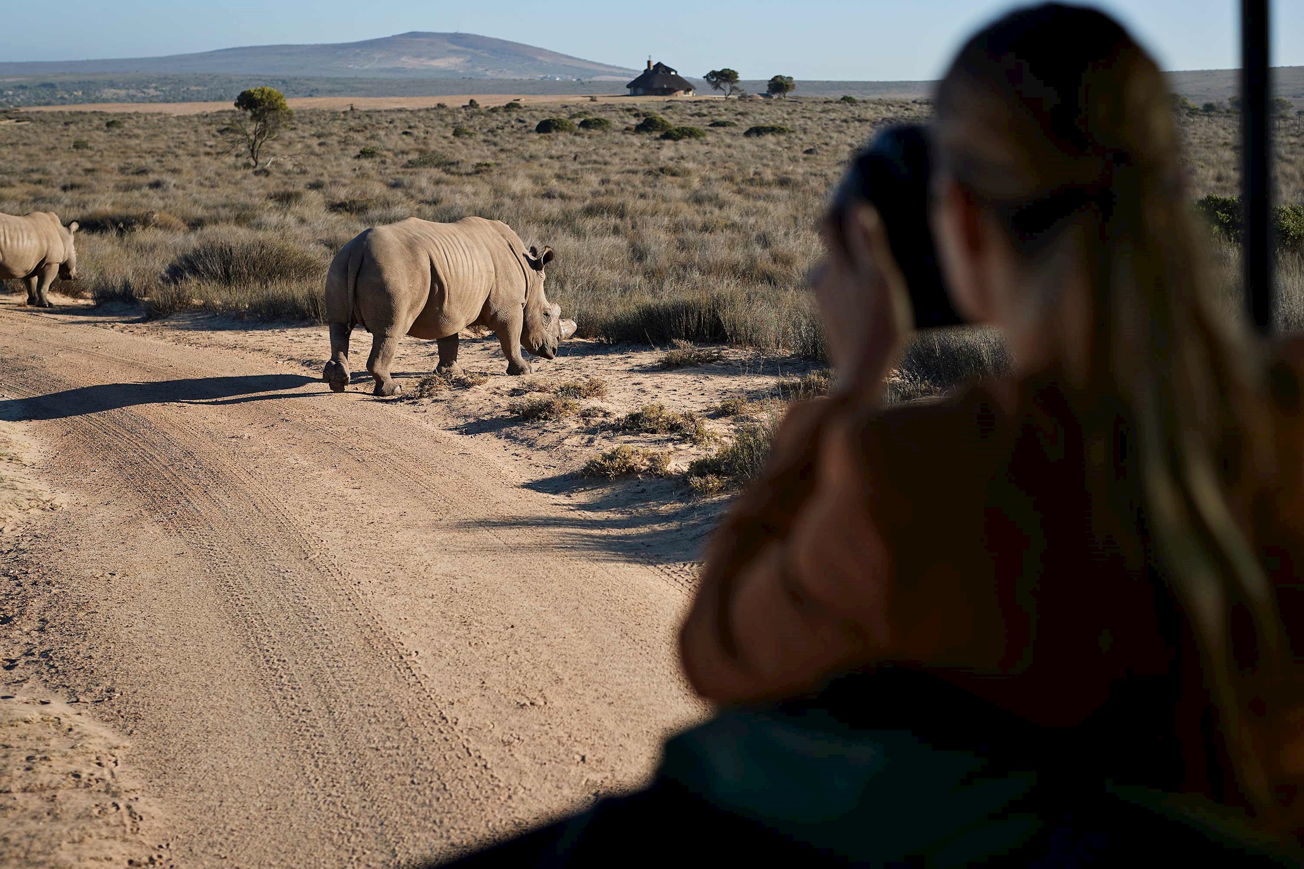 safari-rhino-pilanesberg-national-park-south-africa.jpg