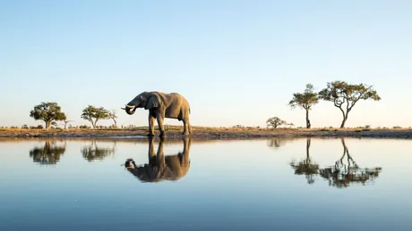 African Elephant Chobe National Park Botswana