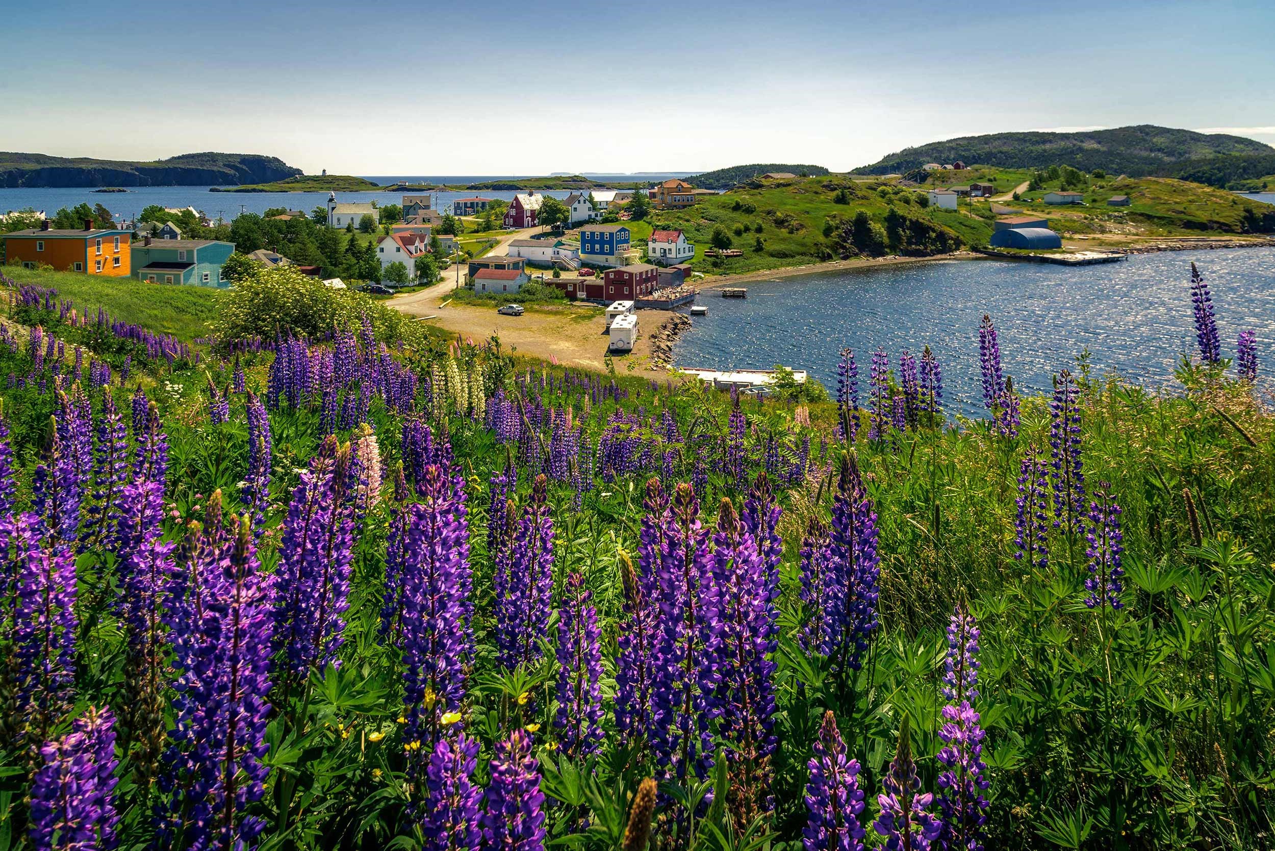 wildflower-deer-lake-canada.jpg