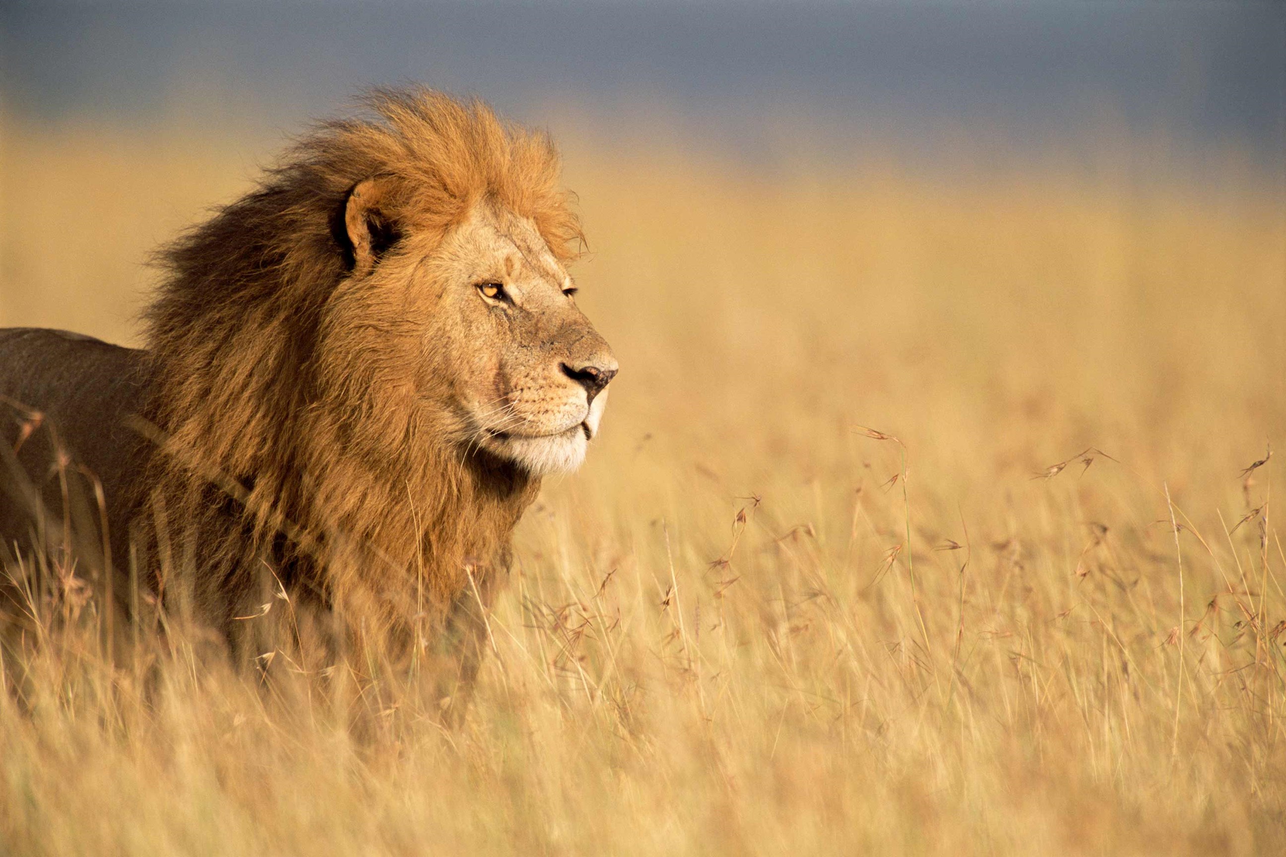 lion-solio-game-reserve-kenya.jpg