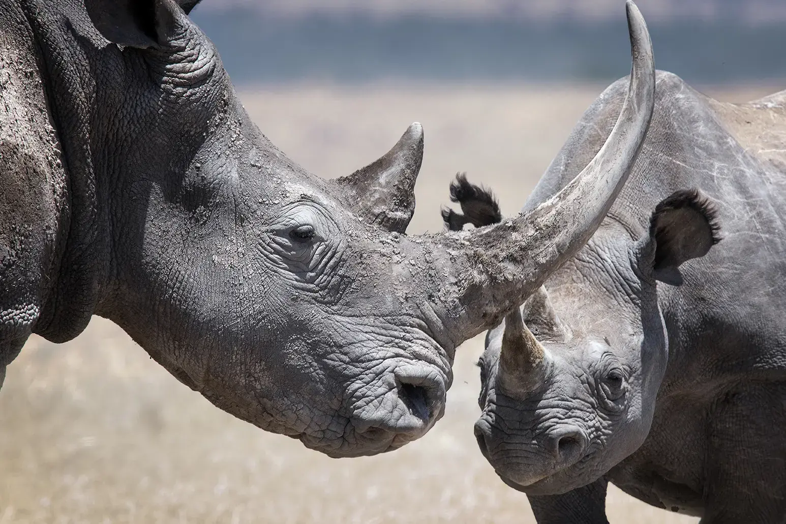 see-white-rhinos-ol-pejeta-gettyimages-2159198111.webp