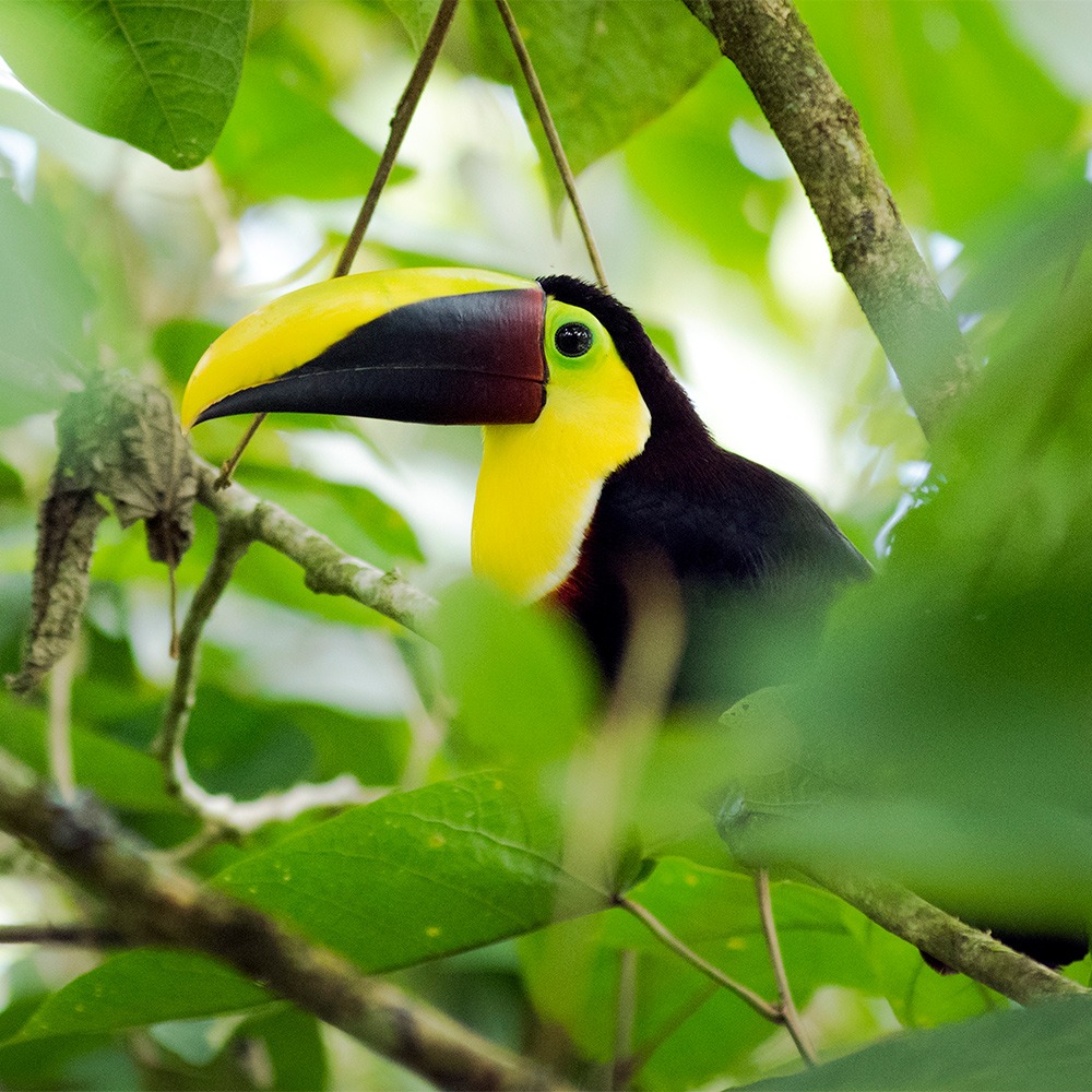 Costa Rica Toucan