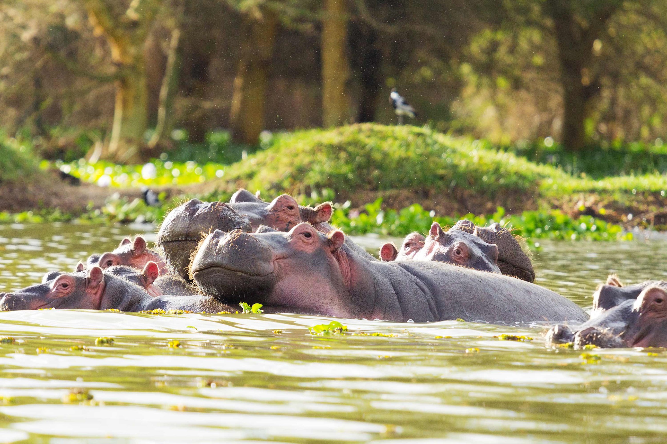 hippo-lake-naivasha-kenya.jpg