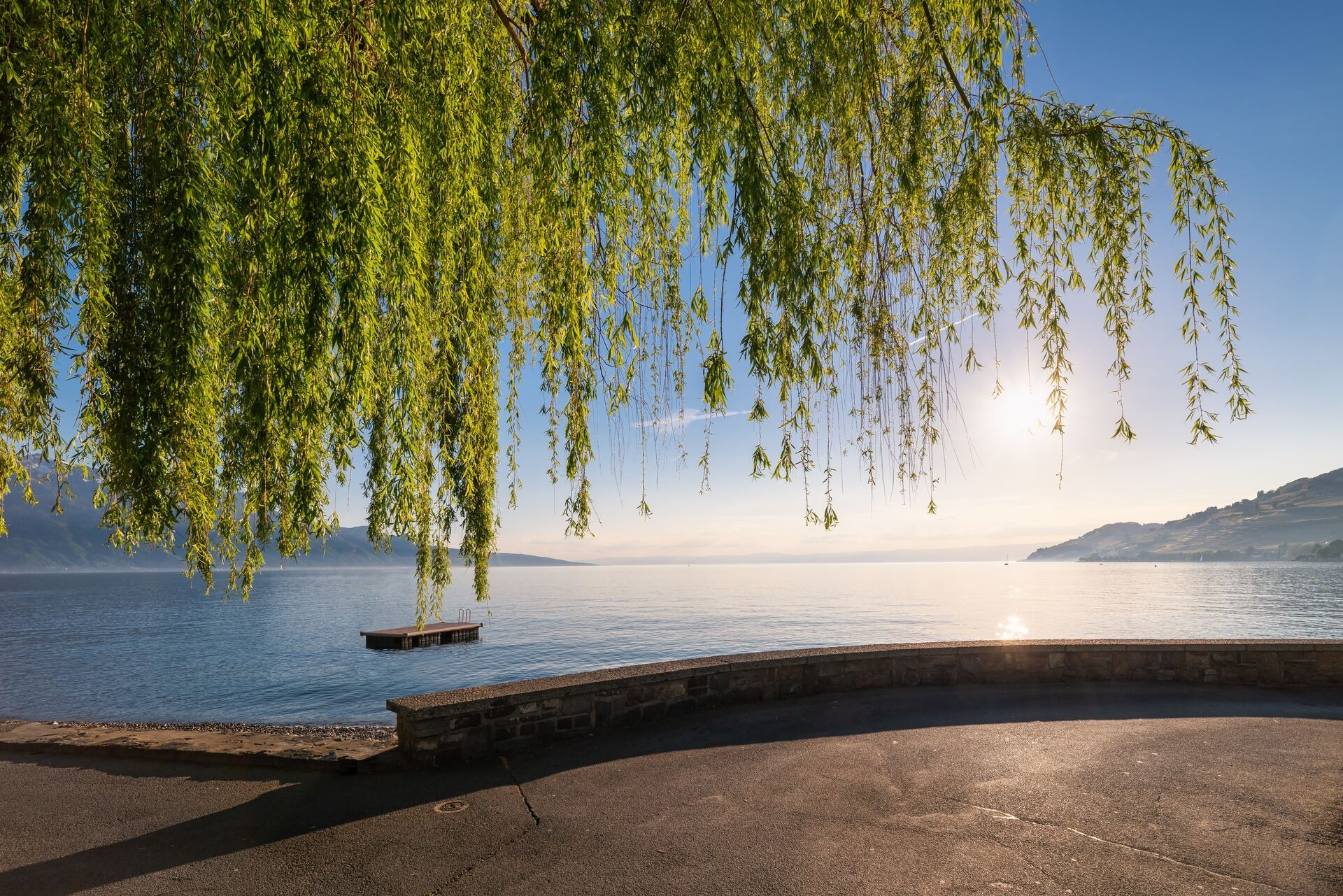 Tranquil Scene And Beautiful Weeping Willow Tree Of Lake Geneva Vevey Switzerland