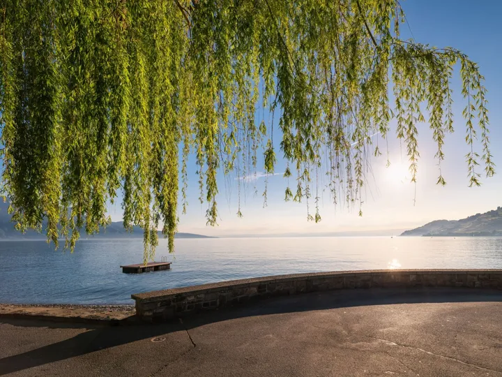 Tranquil Scene And Beautiful Weeping Willow Tree Of Lake Geneva Vevey Switzerland