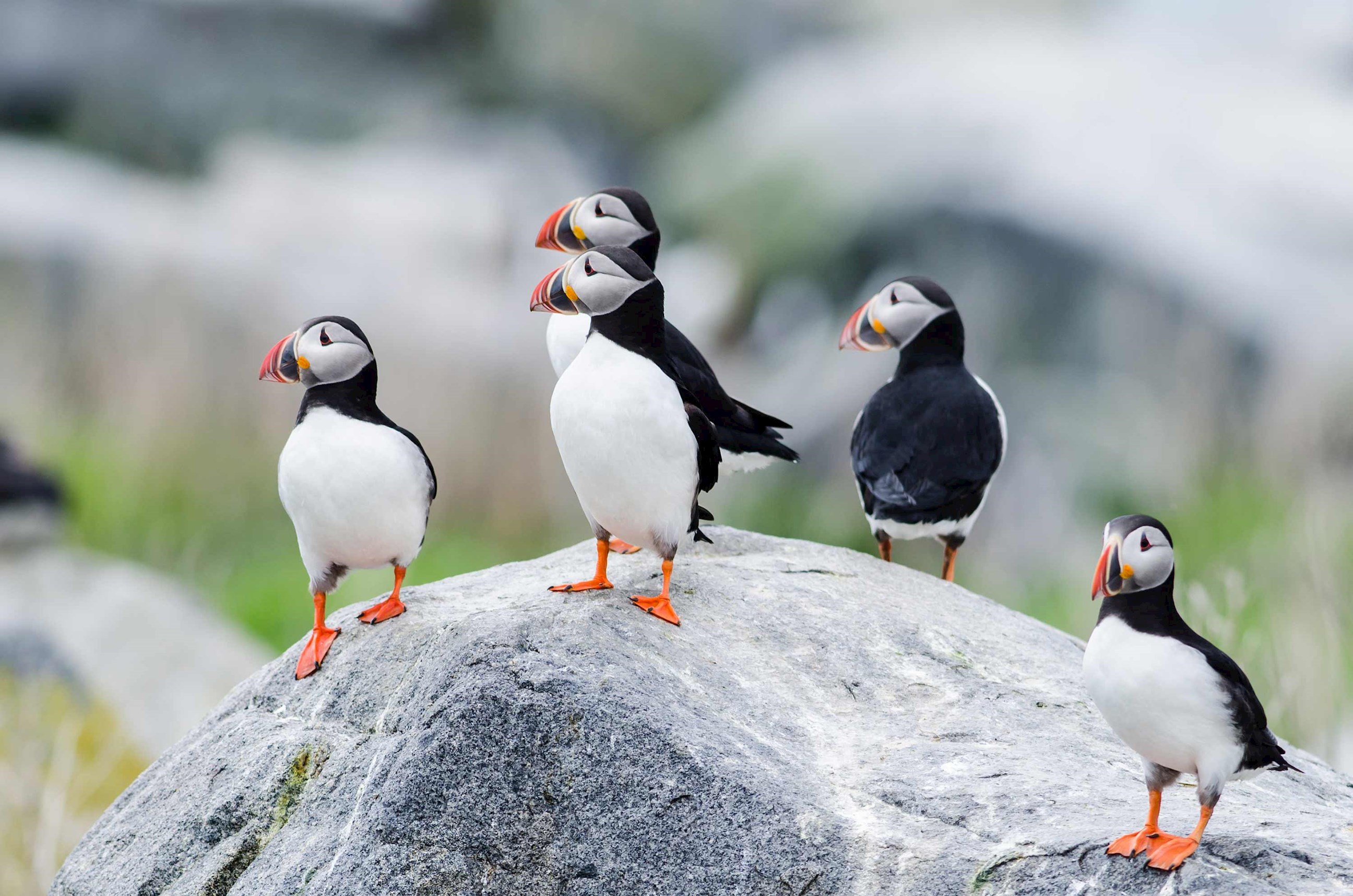 atlantic-puffins-st-johns-newfoundland-canada.jpg