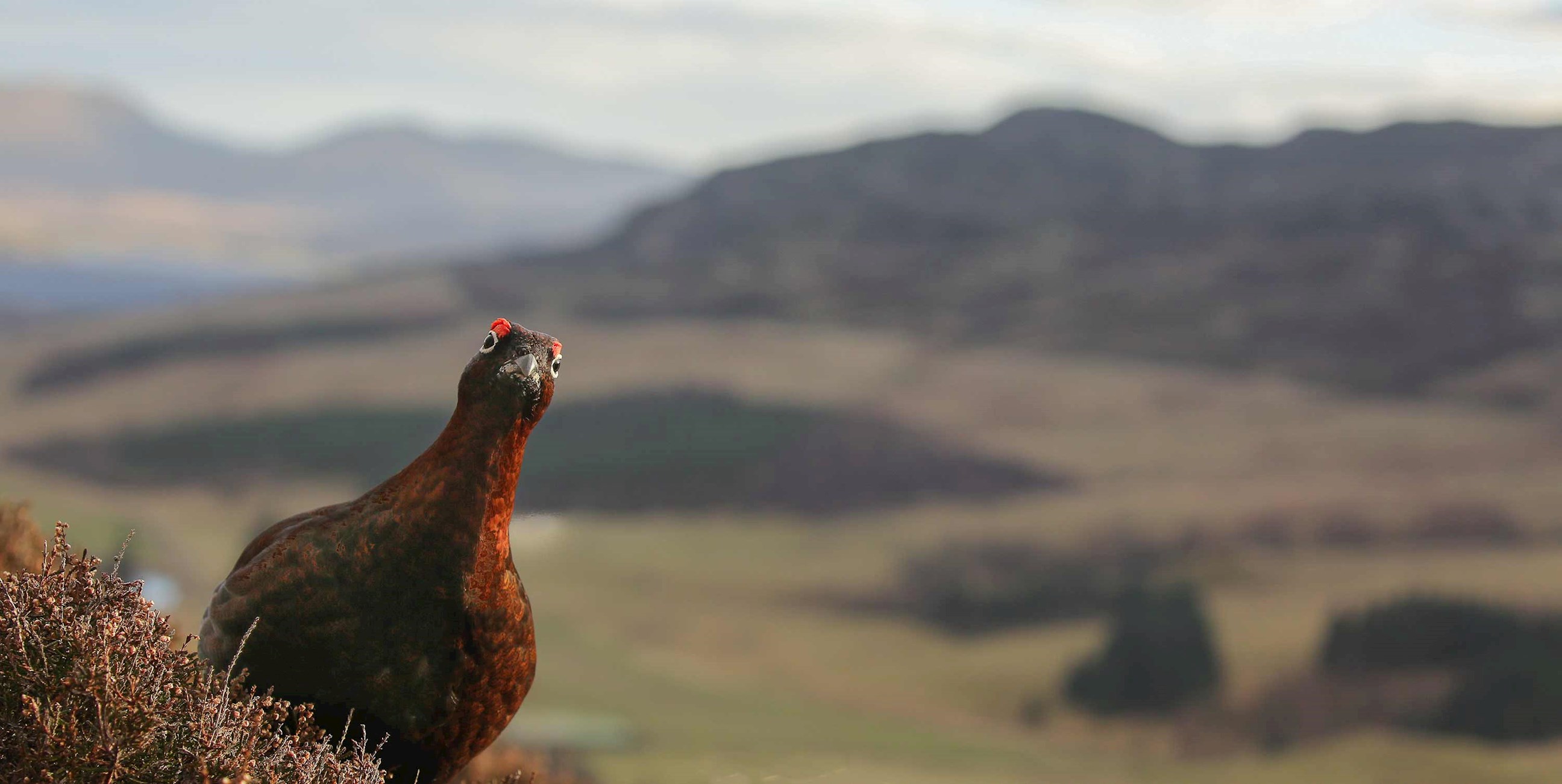 red-grouse-scottish-highlands-scotland.jpg