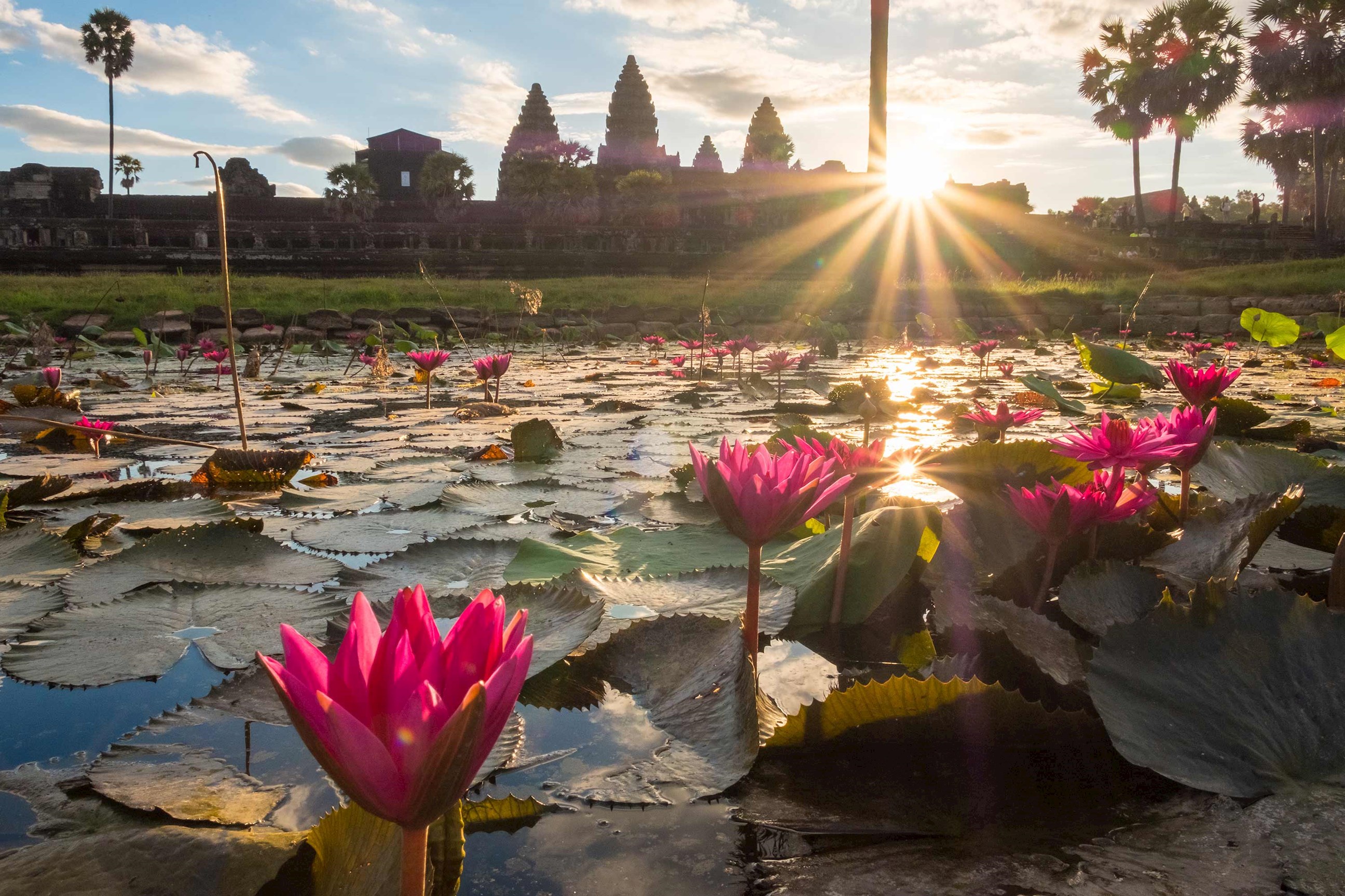 flowers-lake-siem-reap-cambodia.jpg