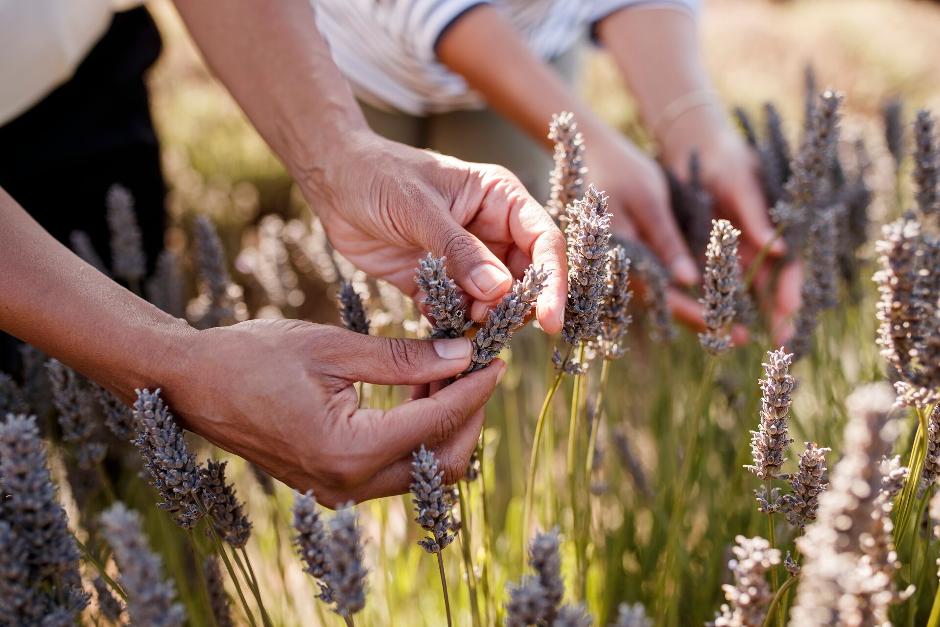 Close up of hands on lavendar