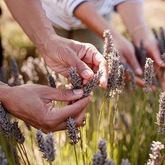 Close up of hands on lavendar