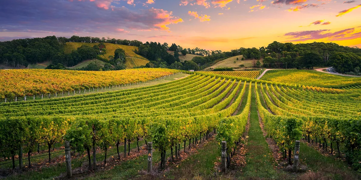 Tastes of Southern Australia Guided Tour