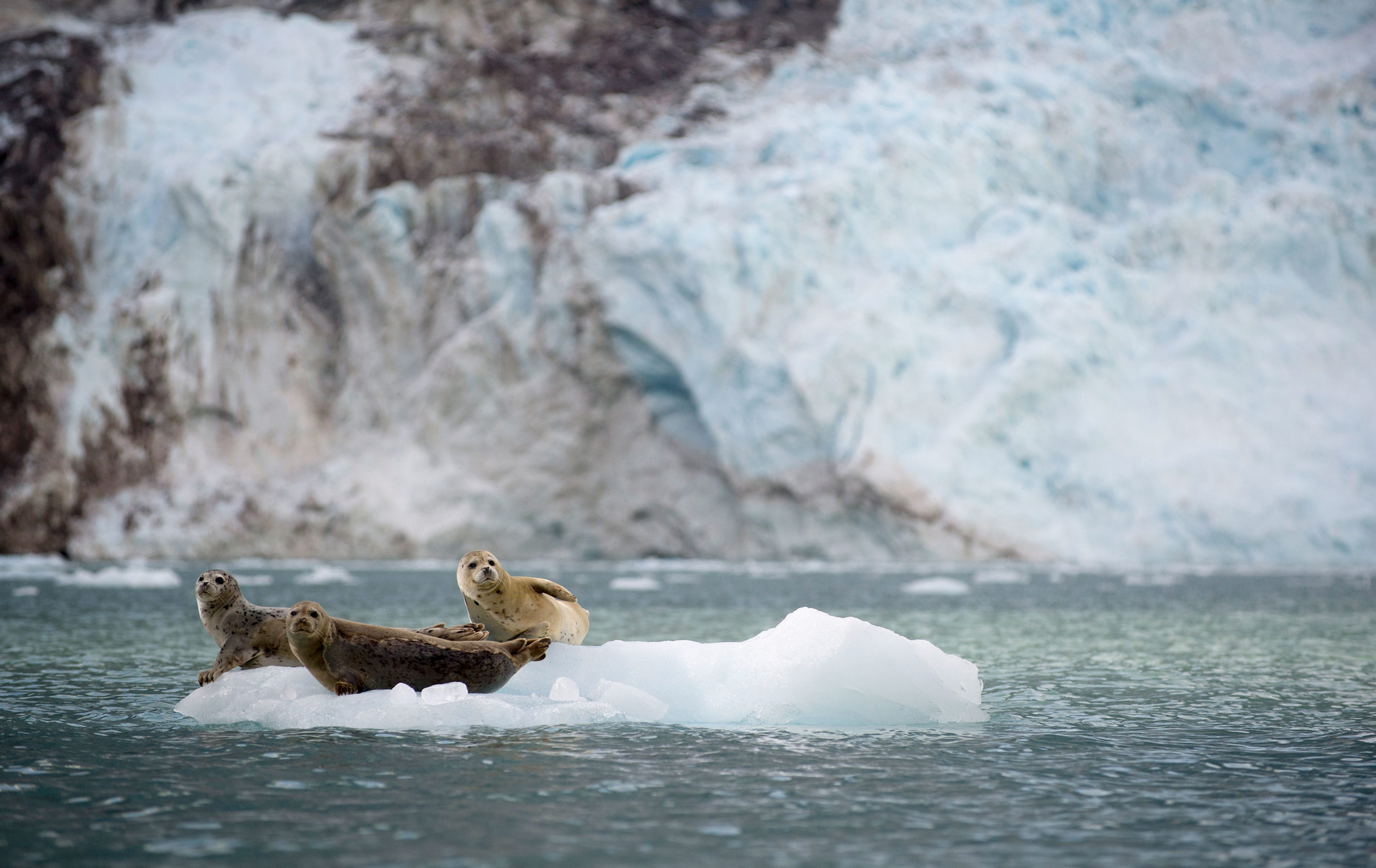 harbor-seals-sit-on-ice-flow-anchorage-alaska-usa.jpg