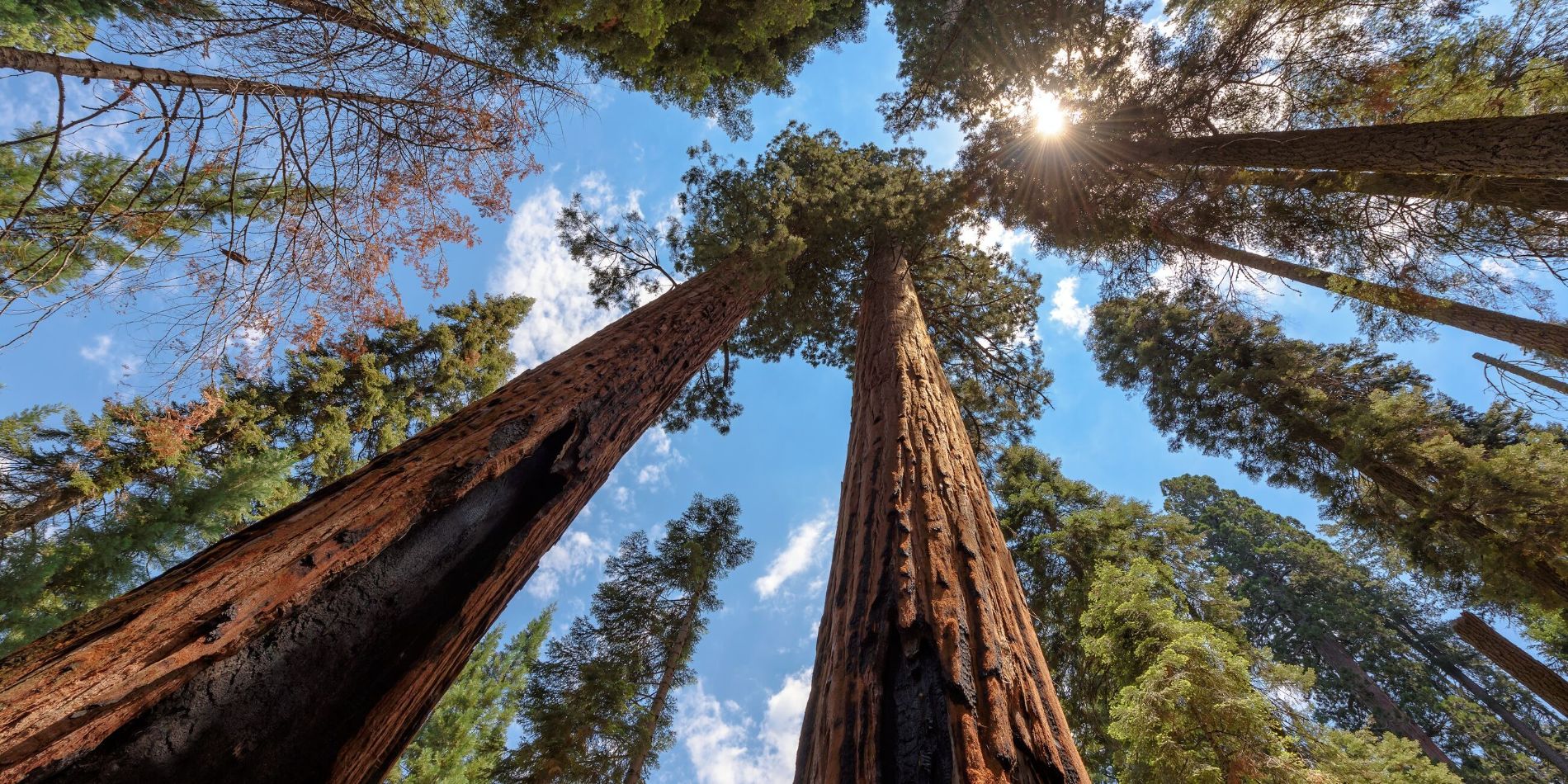 Sequoia Tree Rising To The Sky