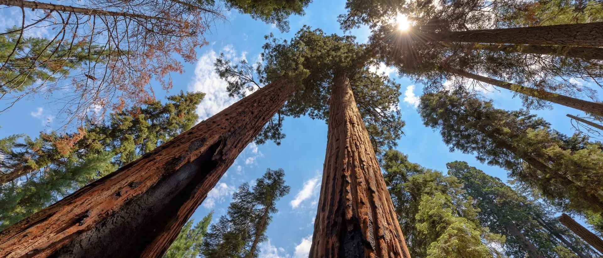 Sequoia Tree Rising To The Sky