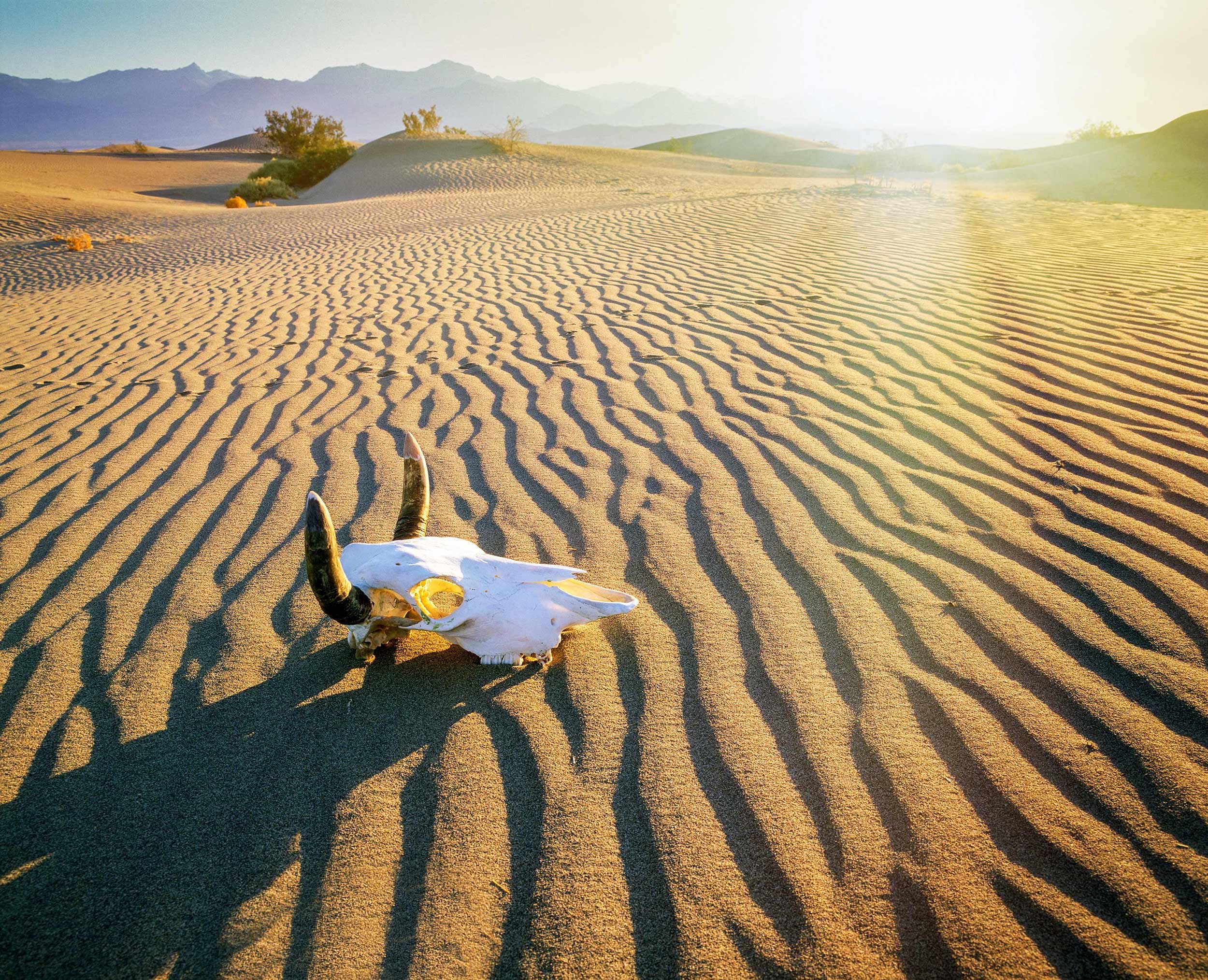 skull-desert-death-valley-usa.jpg