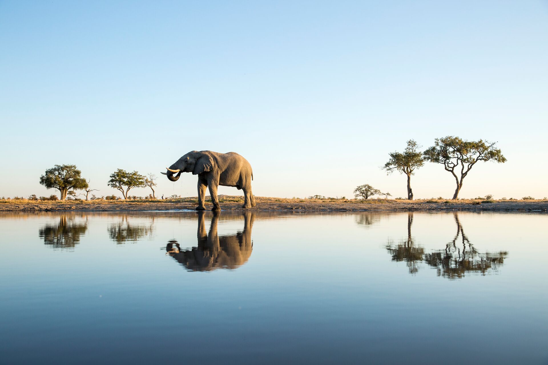 African Elephant at dawn in Chobe National Park, Botswana