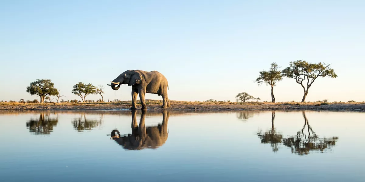 African Elephant at dawn in Chobe National Park, Botswana
