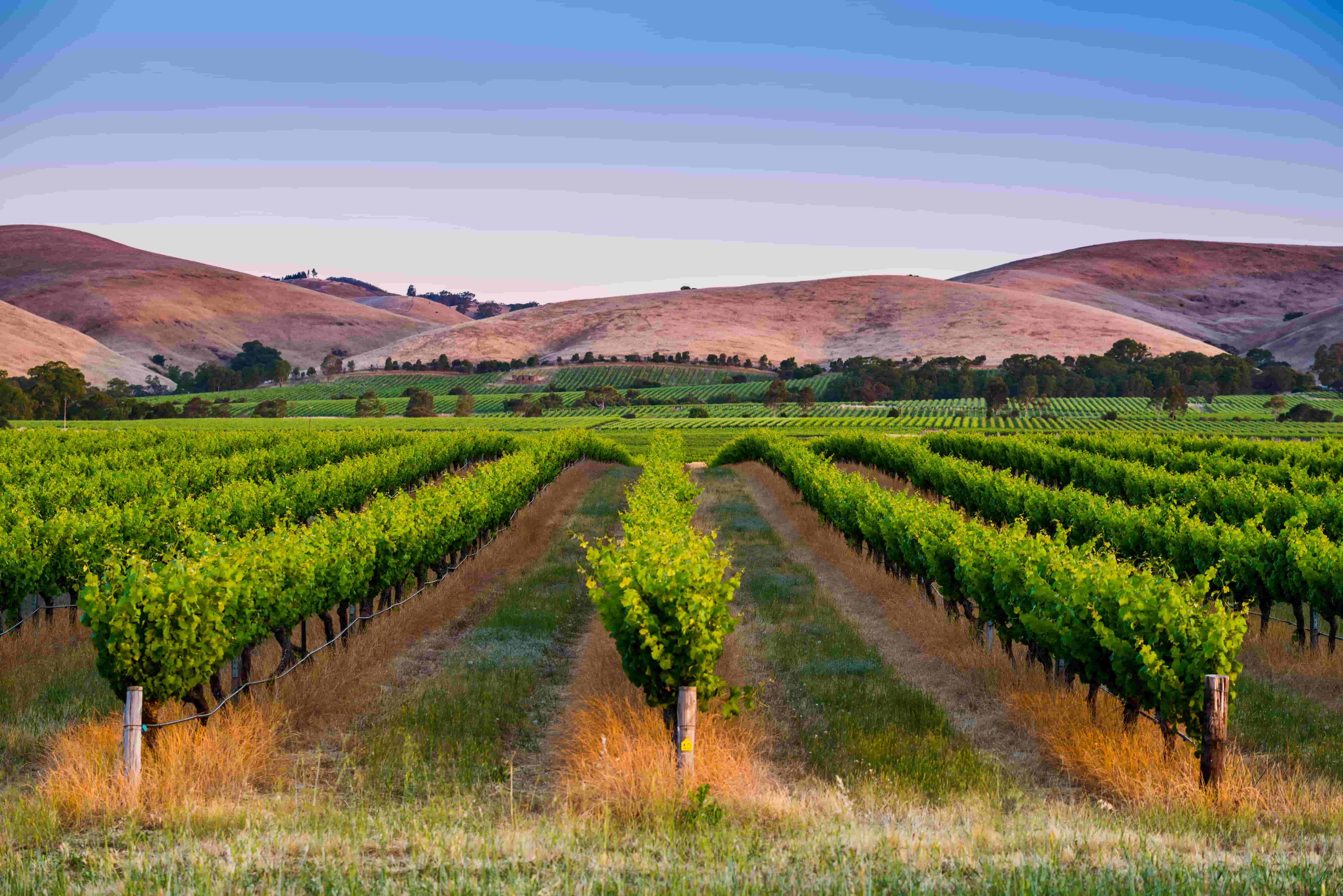 Glenrowan Vinery Australia