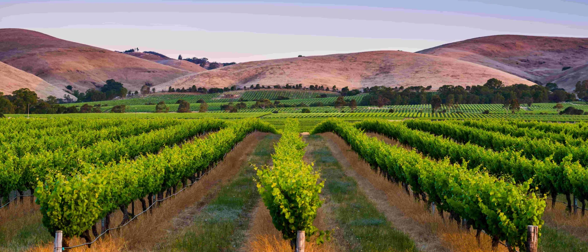 Glenrowan Vinery Australia