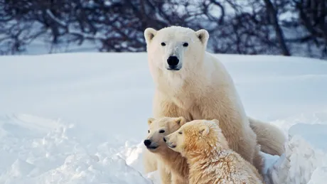 Polar Bear With Cubs