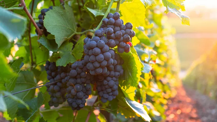 Grapes in vineyard in Burgundy, France