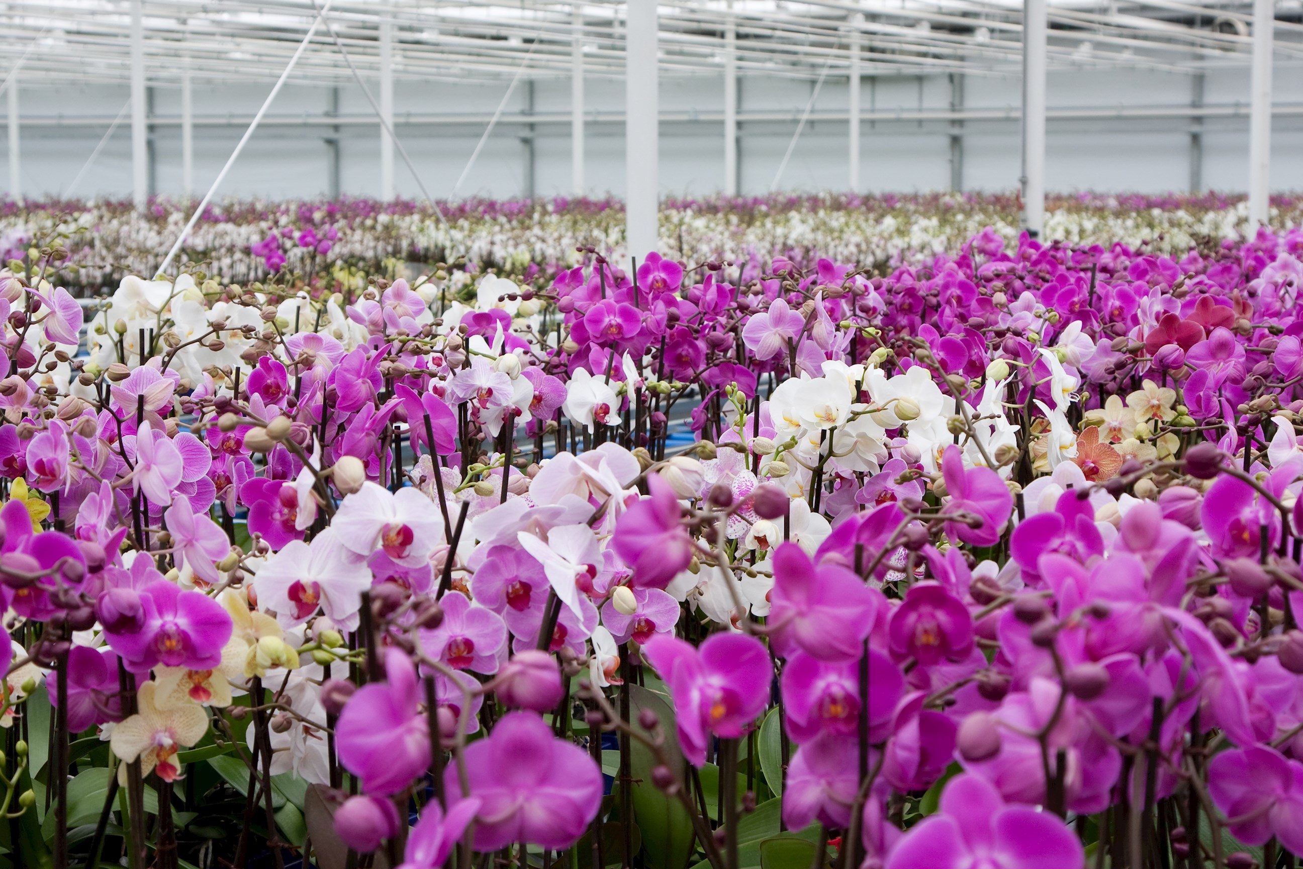 aalsmeer-flower-auction-aalsmeer-netherlands.jpg