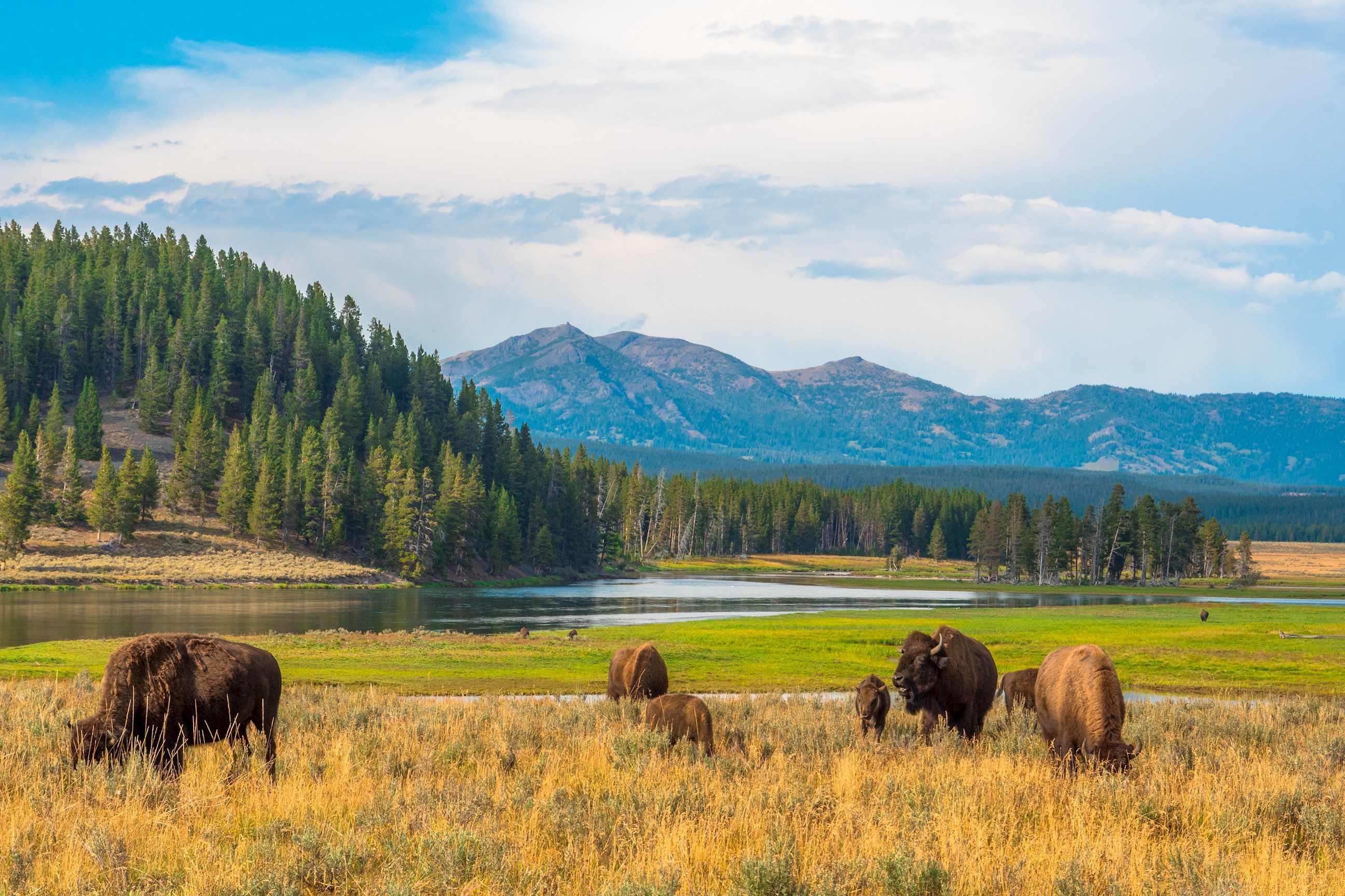 buffalos-yellowstone-national-park-usa.jpg