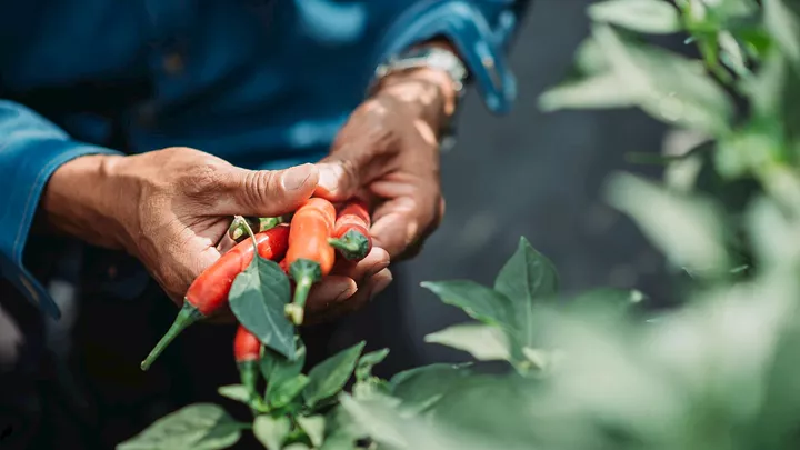 Farmer holding chilli in Kumarakom, Kerala