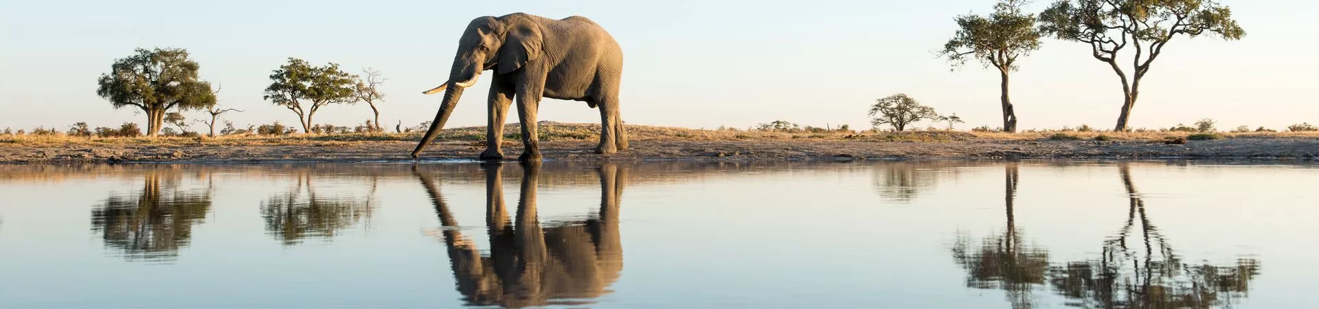African Elephant walking next to water