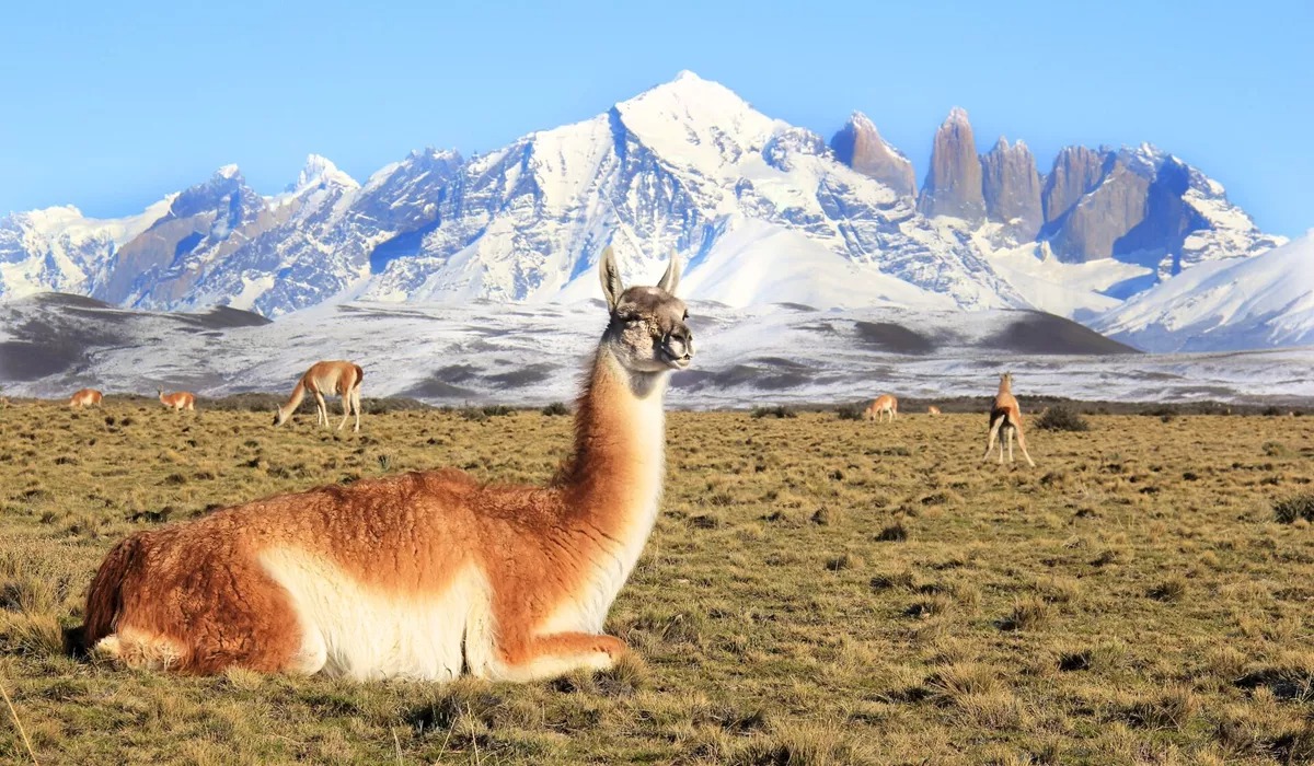 Llamas in Chile, mountains covered in snow in the background