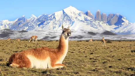 Llamas in Chile, mountains covered in snow in the background