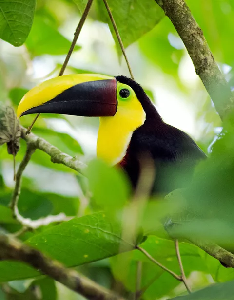 Costa Rica Toucan 904574954 GE Nov22 1000X1000