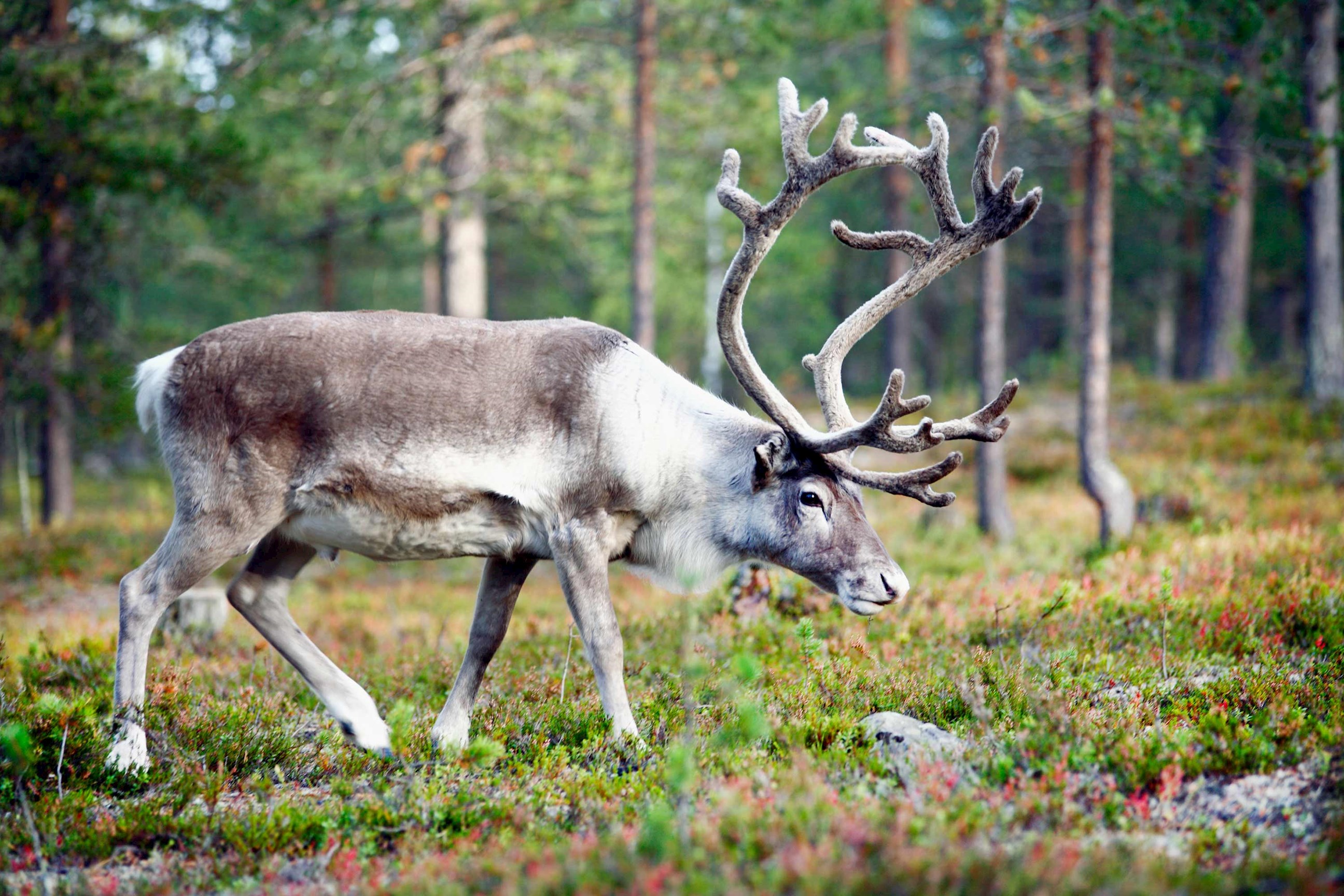 Reindeer with large antlers in Forest, Rovaniemi, Finland