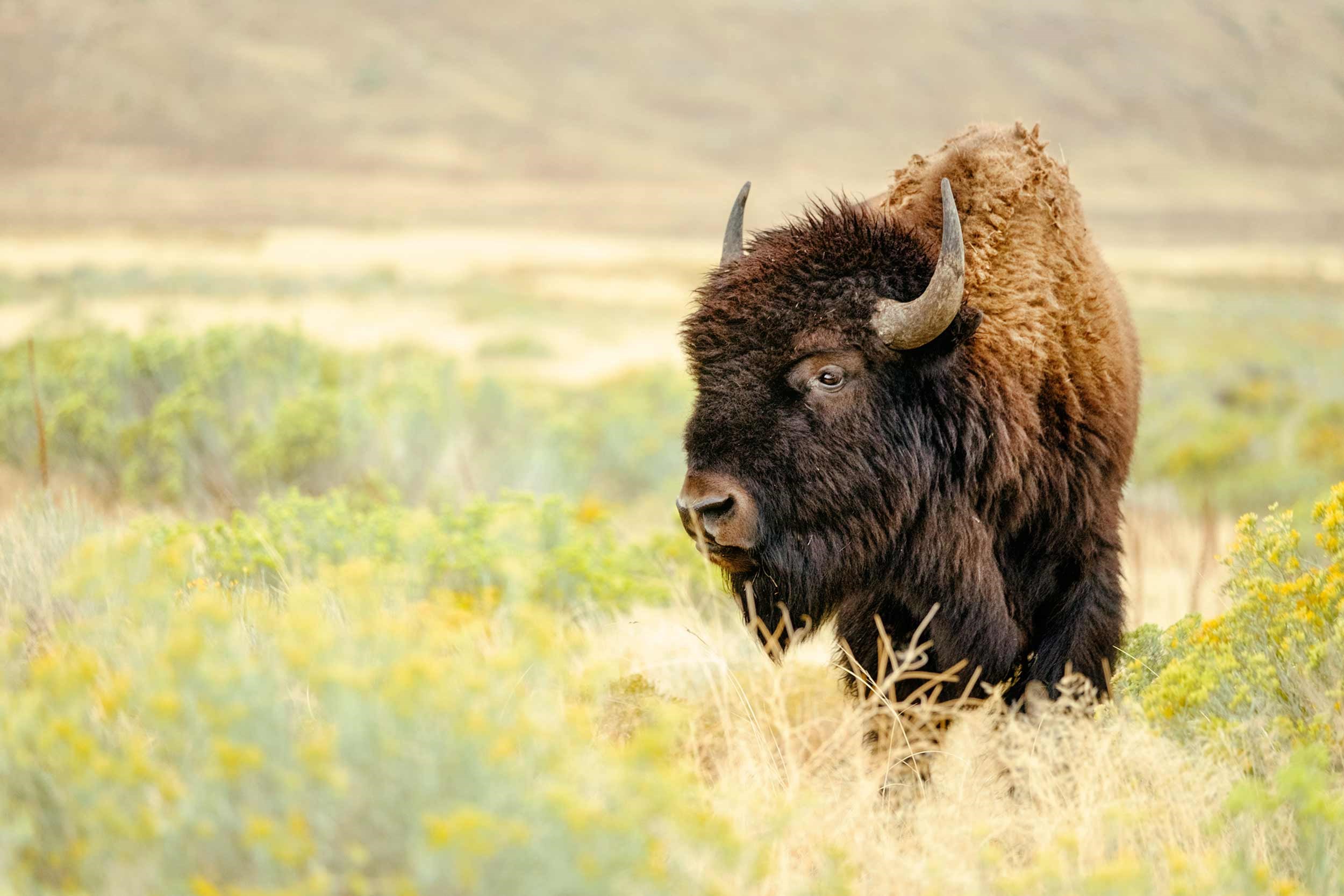 bison-sheridan-usa.jpg