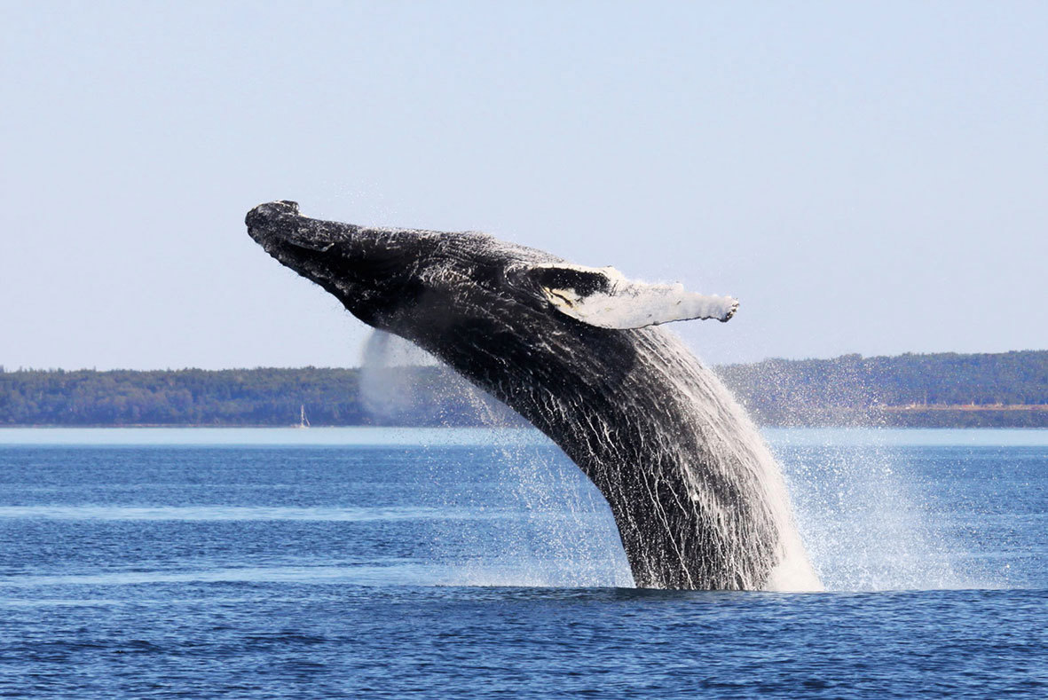 Whale Watching in Baie-Sainte-Catherine, Quebec