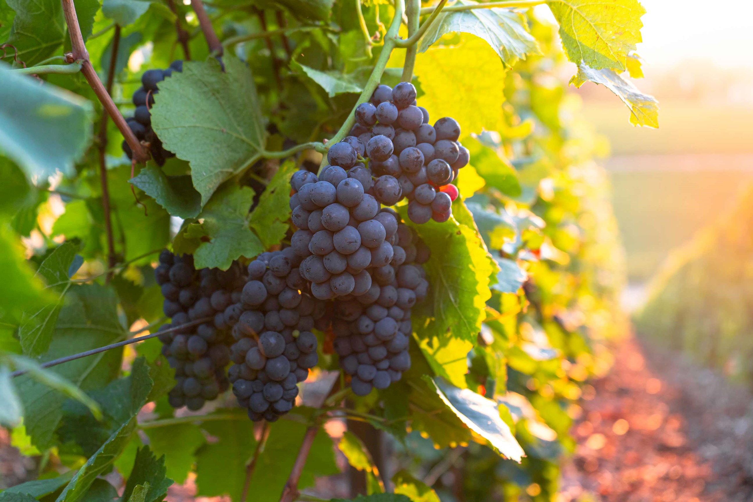 grapes-vineyard-burgundy-france.jpg