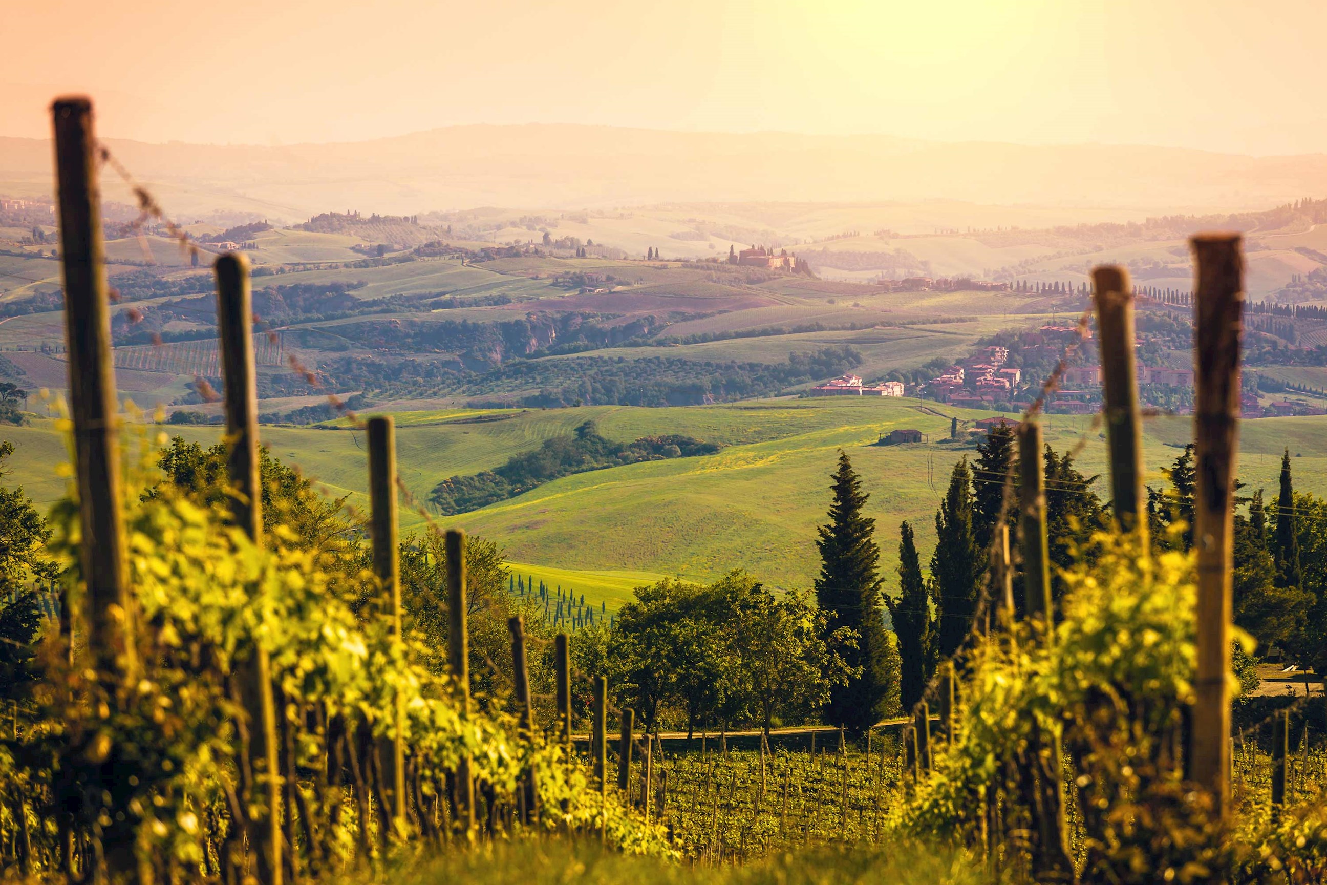 vineyard-tuscany-italy.jpg