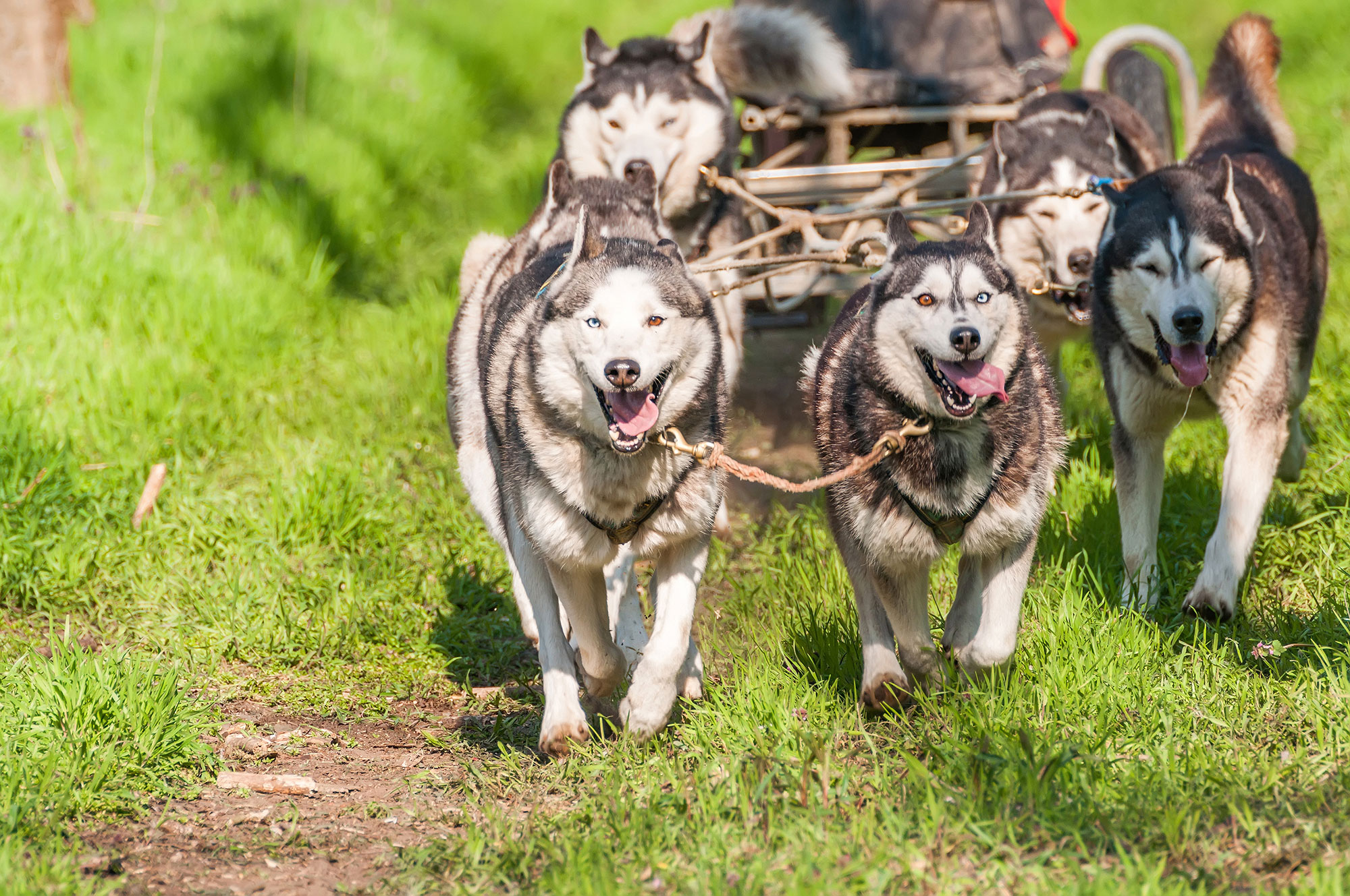 dogs-sled-fairbanks-alaska-usa.jpg